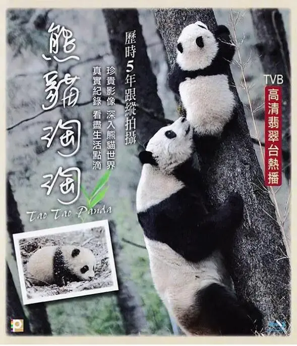 《熊猫淘淘》：萌化了我的心！这部动画片，简直是给大人看的童话！